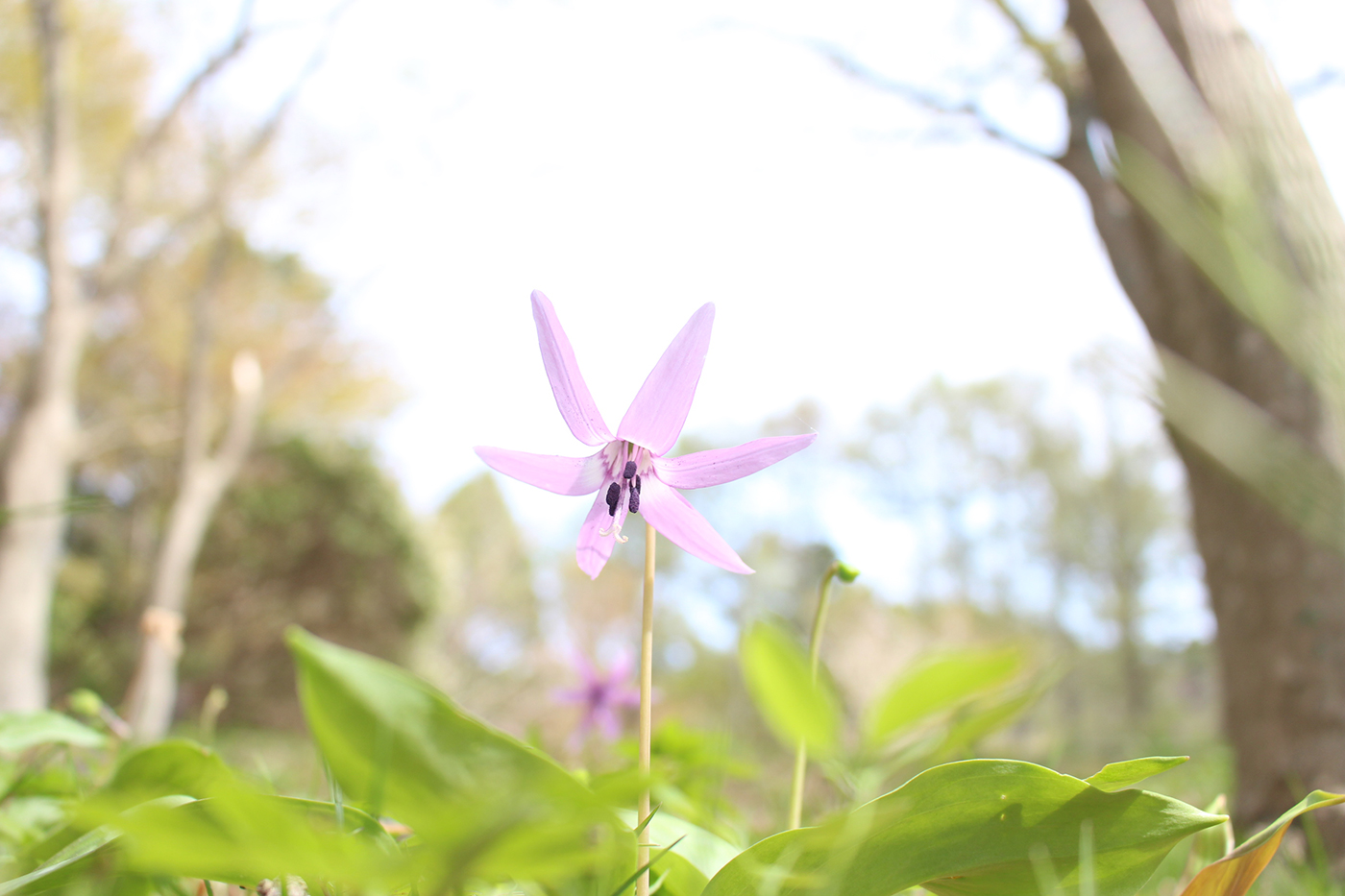カタクリの花