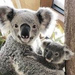 取り置き中　コアラの親子とアジサイ　他5枚 木の上のコアラの親子 : clear wings