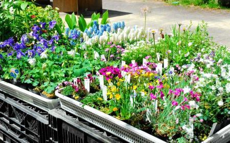 4月25日～5月6日】六甲高山植物園 多彩な山野草を展示・販売