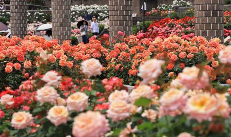 6月上旬まで】伊丹・荒牧バラ公園で春バラが見頃 約250種1万本