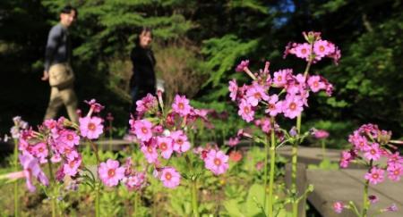 5月末まで】かれんなピンクの花びら、初夏の山上彩る 六甲高山植物園で