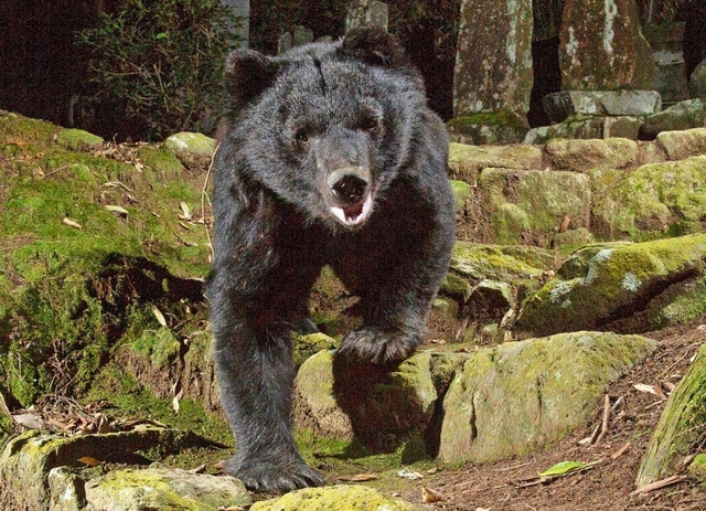深夜の民家裏に出没、ツキノワグマを撮影 但馬で10月下旬、成獣か 兵庫