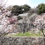 例年なら今頃は、もう少しいっぱい咲いている（２０２０年２月２０日、岡本公園で撮影）